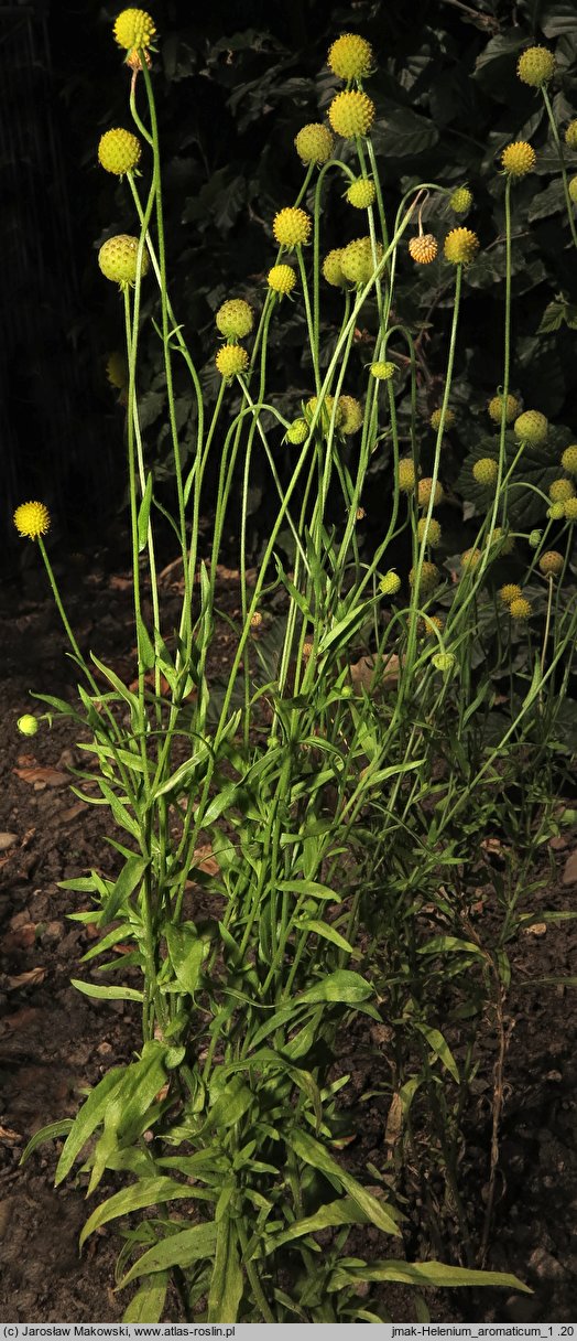 Helenium aromaticum