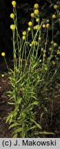 Helenium aromaticum