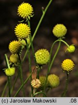 Helenium aromaticum