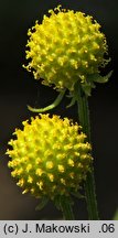 Helenium aromaticum