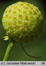 Helenium aromaticum