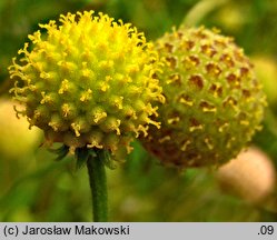 Helenium aromaticum