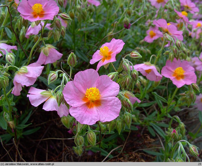 Helianthemum apenninum