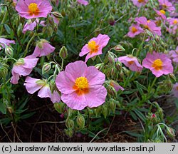 Helianthemum apenninum