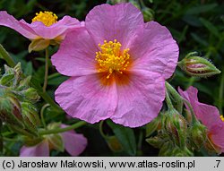 Helianthemum apenninum