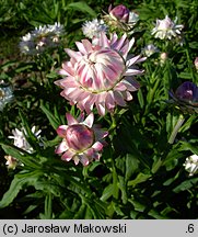 Helichrysum bracteatum (kocanki ogrodowe)