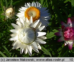 Helichrysum bracteatum (kocanki ogrodowe)