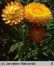 Helichrysum bracteatum (kocanki ogrodowe)