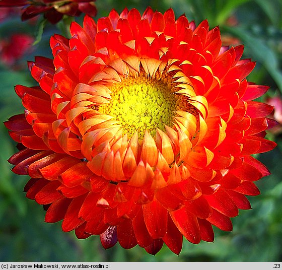 Helichrysum bracteatum