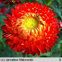 Helichrysum bracteatum