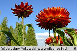 Helichrysum bracteatum