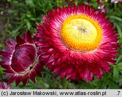 Helichrysum bracteatum