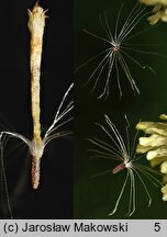 Helichrysum arenarium (kocanki piaskowe)