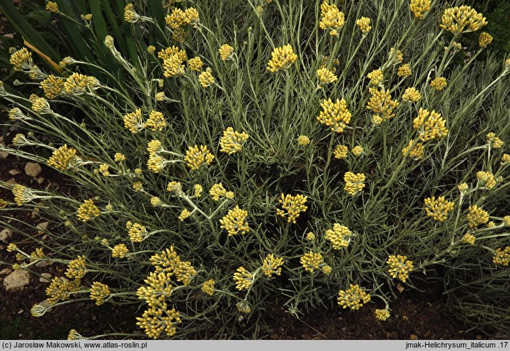 Helichrysum italicum (kocanki włoskie)