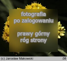 Helichrysum italicum (kocanki włoskie)