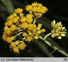 Helichrysum italicum (kocanki włoskie)