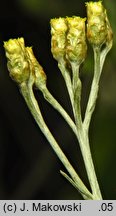 Helichrysum italicum (kocanki włoskie)