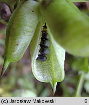 Helleborus foetidus