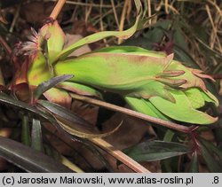 Helleborus foetidus (ciemiernik cuchnący)