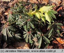 Helleborus foetidus (ciemiernik cuchnący)