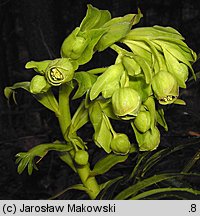 Helleborus foetidus