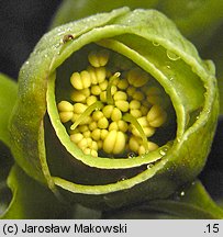 Helleborus foetidus