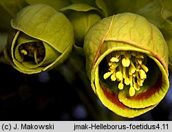 Helleborus foetidus