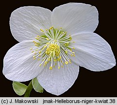 Helleborus niger