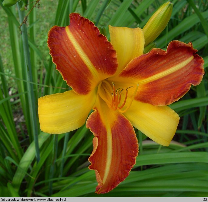 Hemerocallis ×hybrida Sammy Russel