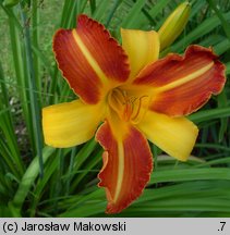 Hemerocallis ×hybrida Sammy Russel