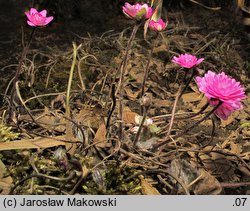 Hepatica nobilis (przylaszczka pospolita)