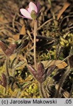 Hepatica nobilis (przylaszczka pospolita)