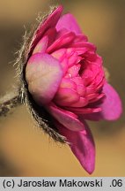 Hepatica nobilis (przylaszczka pospolita)