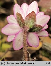 Hepatica nobilis (przylaszczka pospolita)