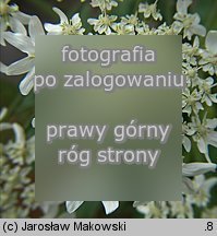 Heracleum mantegazzianum (barszcz Mantegazziego)