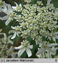 Heracleum mantegazzianum (barszcz Mantegazziego)