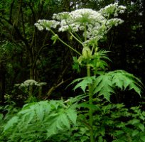 Heracleum mantegazzianum (barszcz Mantegazziego)