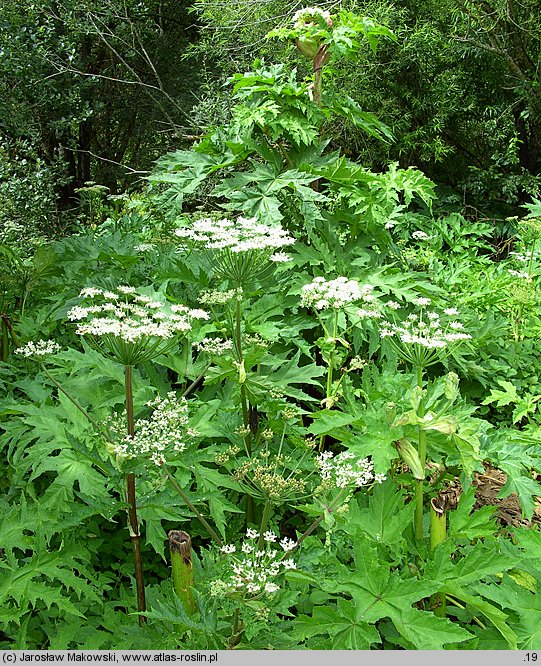 Heracleum mantegazzianum (barszcz Mantegazziego)