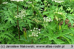 Heracleum mantegazzianum (barszcz Mantegazziego)