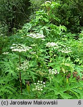 Heracleum mantegazzianum (barszcz Mantegazziego)