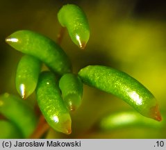 Herzogiella seligeri (łukowiec śląski)