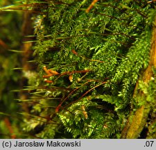 Herzogiella seligeri (łukowiec śląski)