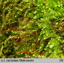 Herzogiella seligeri (łukowiec śląski)