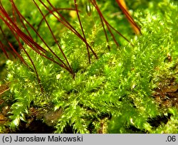 Herzogiella seligeri (łukowiec śląski)