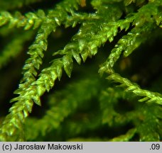 Heterocladium heteropterum (różnolist biczykowaty)