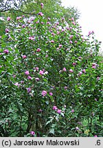 Hibiscus syriacus (ketmia syryjska)