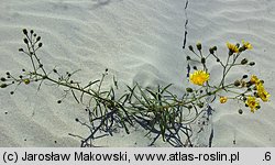 Hieracium umbellatum var. dunense