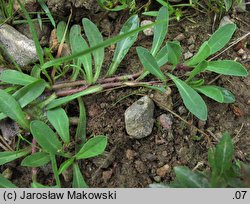 Hieracium lactucella (jastrzębiec gronkowy)