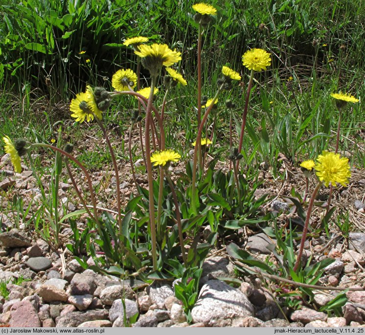 Hieracium lactucella (jastrzębiec gronkowy)