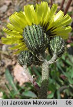 Hieracium lactucella (jastrzębiec gronkowy)